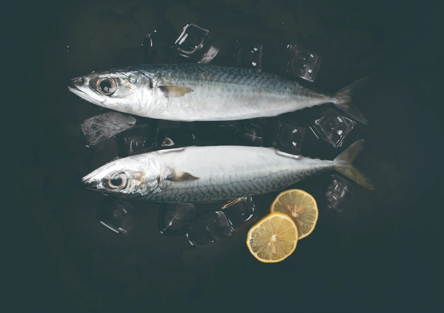 سمك الأسقمري البحري