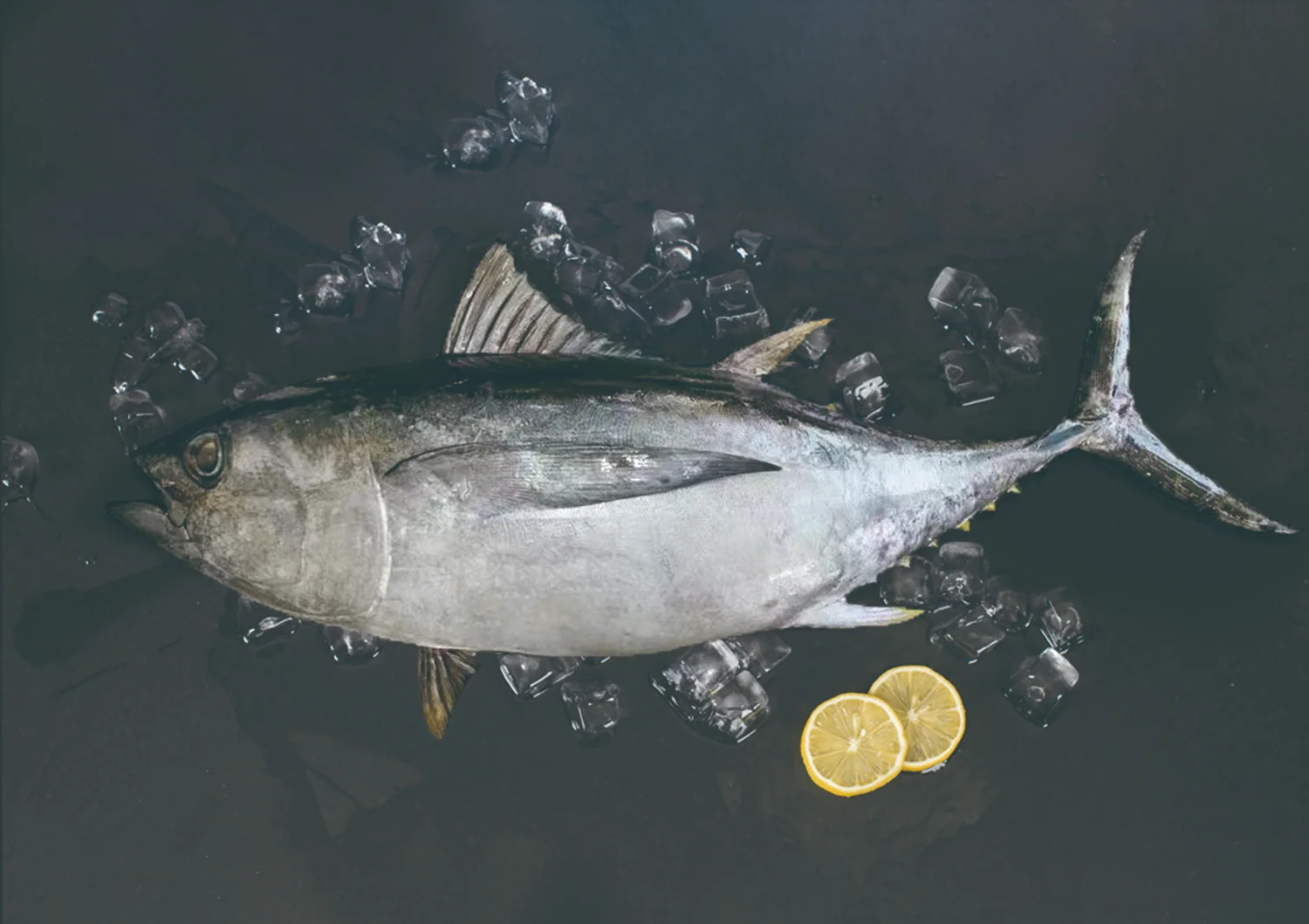 سمكة التونة ذات العيون الكبيرة