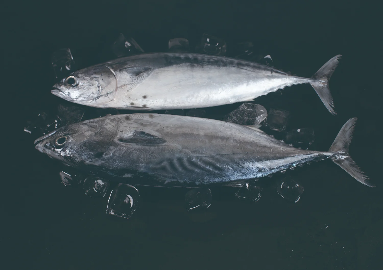 تونة البونيتو