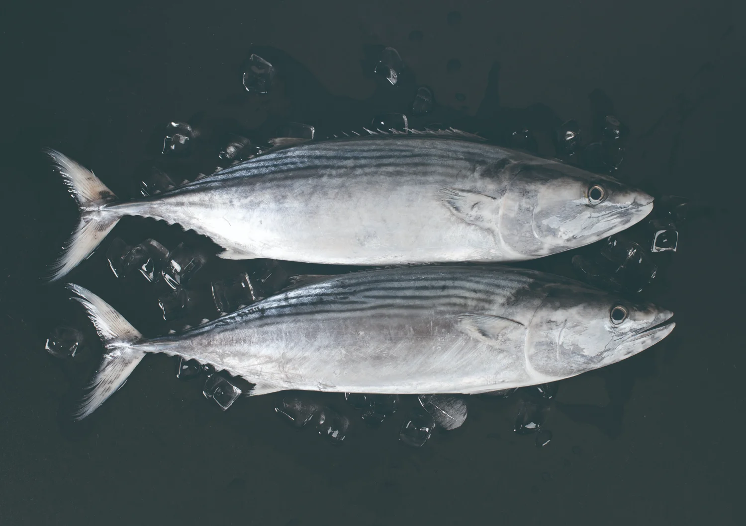 ساردا التونة