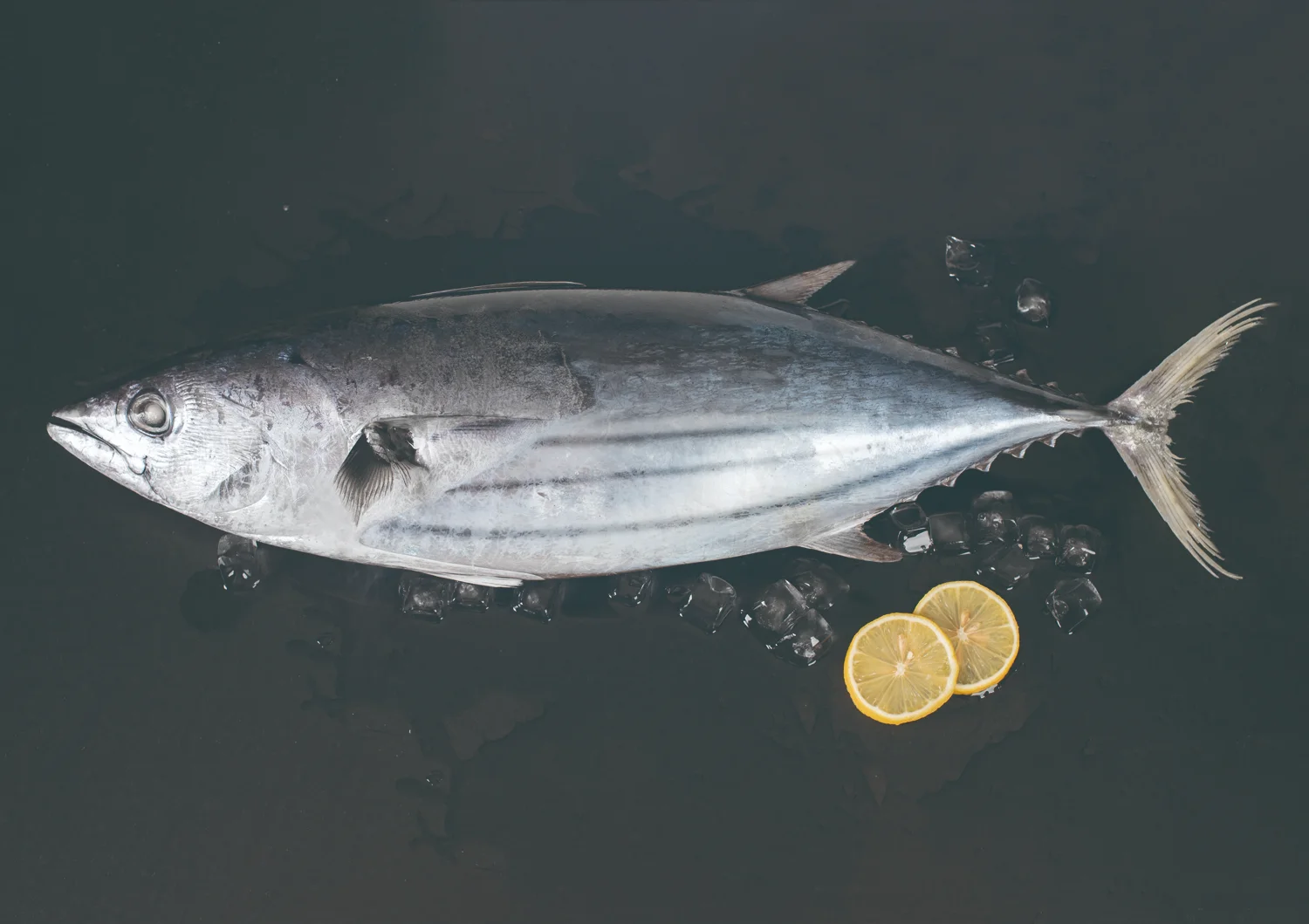 سكيبجاك، سمك التن