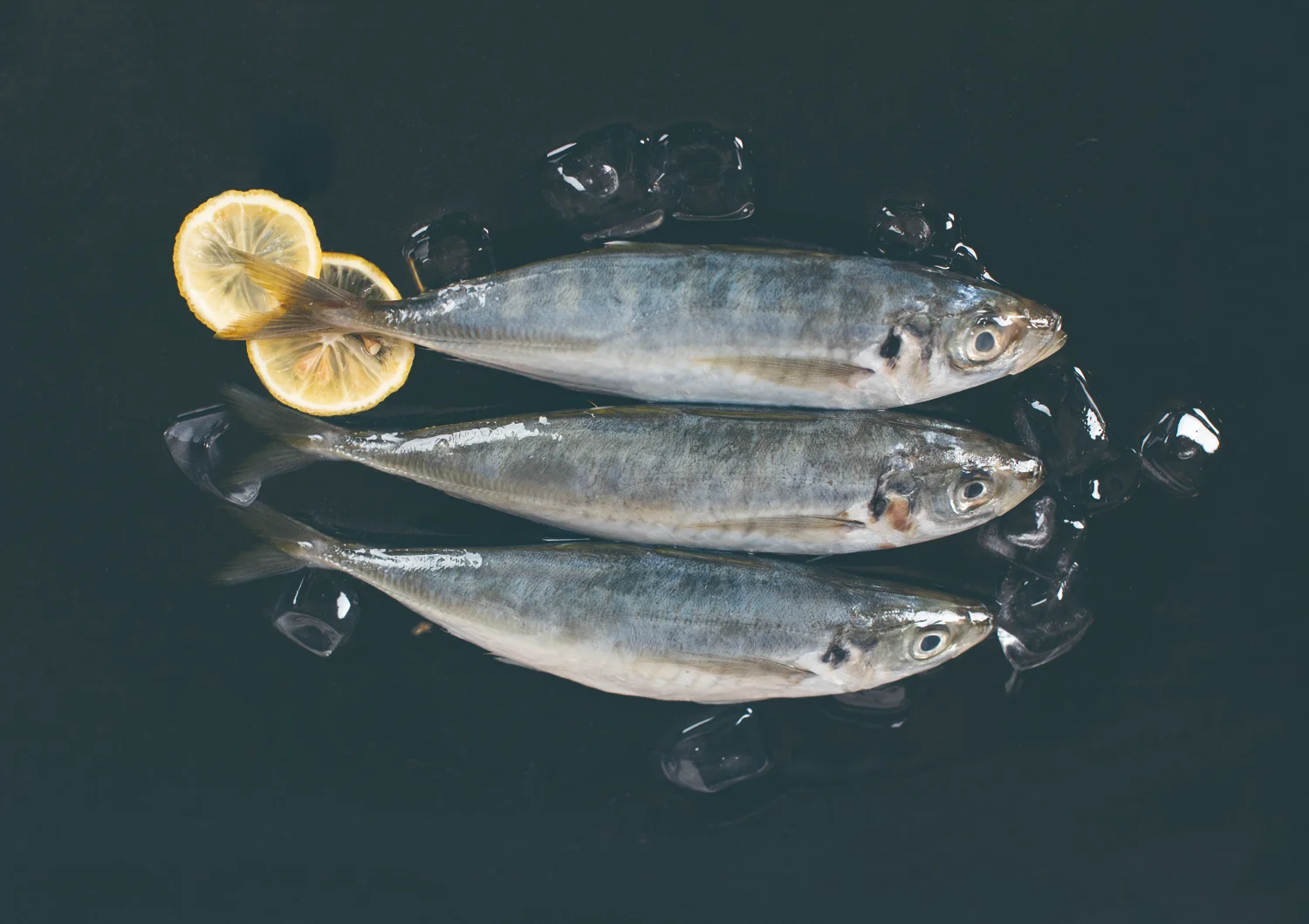 ماكريل الحصان